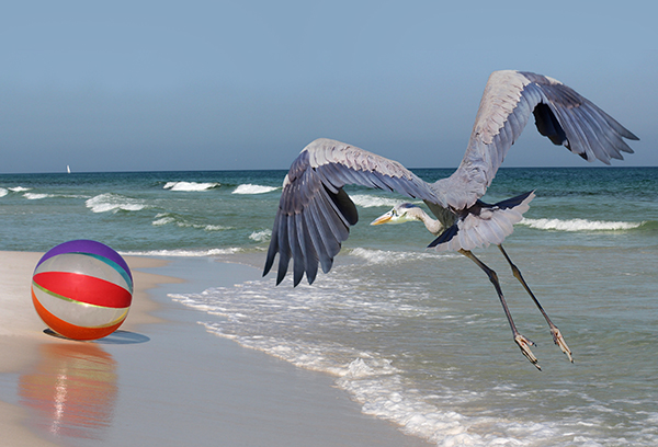 A Great Blue Heron Flies Down a White Sand Florida Beach as a Colorful Beach Ball Rolls Toward the Oceanl